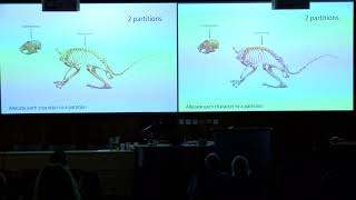 MORPHOLOGICAL DATA PARTITIONING AND PHYLOGENETIC SIGNAL IN RODENTS [upl. by Strenta]