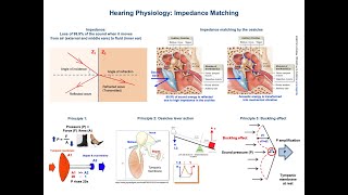 Impedance Matching Ear Physiology  Middle ear bones [upl. by Ydnal]