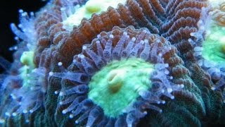 Brain Coral  Feeding Polyps [upl. by Lleraj123]