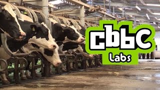 CBBC LABS The Muckers Milking Cows  What do you think [upl. by Lucina]