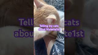 Telling my cats about Violette1st funny violette1st memes rage funnymemes comedy William [upl. by Ibbie]