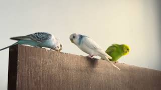 Cute parakeets playing ♥️ [upl. by Eilliw879]