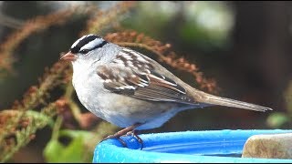 Bruant à couronne blanche chant  Whitecrowned Sparrow song [upl. by Corissa]