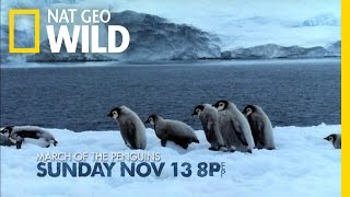 Penguin Palooza  Nat Geo Wild [upl. by Eehc]