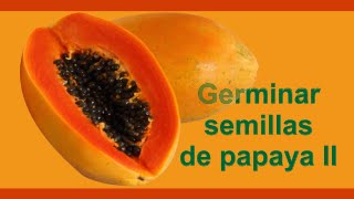 Cómo sembrar y germinar semillas de papaya II [upl. by Ritter899]