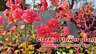 How To Grow And Care Clarkia Flower plant [upl. by Underwood130]