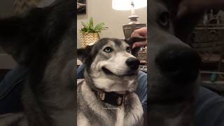 Huskies are pro at saying NO🤣 The Most Dramatic Huskies  Normal dogs vs Huskies 🤣 husky shorts [upl. by Hailat]