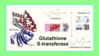 glutathione Stransferase [upl. by Euqirne]