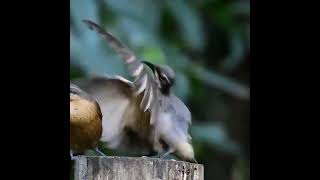 A juvenile Victorias riflebird performs his elaborate courtship dance to an unimpressed female [upl. by Katinka]