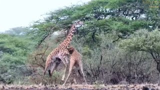 Fighting Giraffes [upl. by Corrie779]