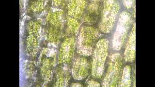 Plasmolysis in Elodea [upl. by Mathe]