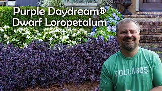 Purple Daydream® Dwarf Loropetalum [upl. by Reilamag]