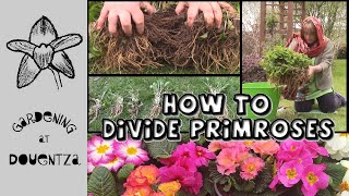 How to Divide Primroses amp Polyanthus  Quick and Easy Guide [upl. by Jarrell]