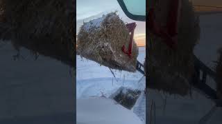 Stacking with a View farming agriculture tractor hay satisfying shorts [upl. by Xed]