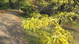 Gleditsia triacanthos Sunburst dřezovec trojtrnný [upl. by Morty]