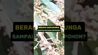 BERAPA HARI BUNGA SAMPAI MATANG DIPOHONshort [upl. by Kerstin932]