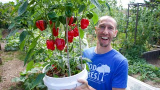 How to Grow Peppers in Containers Complete Growing Guide [upl. by Quintana525]