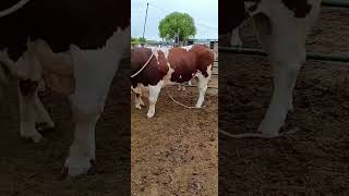 Cattle management Cattle price trend forecast Bull market analysis 8 [upl. by Byers]