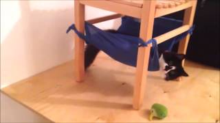 How to DIY Cat Hammock [upl. by Nivek850]