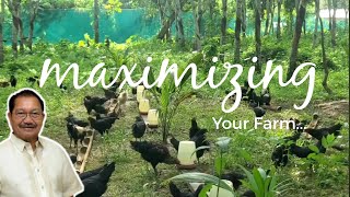 Integrated Free Range Chicken Under the Rubber Trees Manok Pinoy by Manny Piñol [upl. by Dibru1]