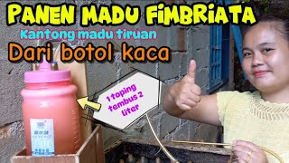 Homotrigona fimbriata panen madu kelulut fimbriata  berhasil inovasi kantong madu tiruan botol kaca [upl. by Odnama]