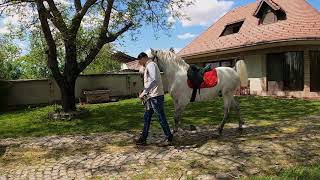 MLADI LIPICANER  Priprema pastuva za jahanje [upl. by Notyard]