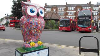 Look What I Found  Owl Landed in Muswell Hill North London [upl. by Laekcim426]