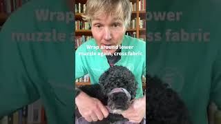 How to make a dog muzzle at home [upl. by Akiemaj]