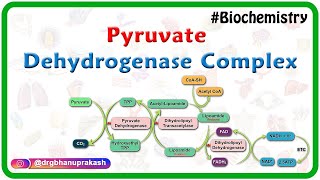 Pyruvate dehydrogenase complex  Animation   Mechanism  Regulation and inhibitors  USMLE Step 1 [upl. by Stoeber462]