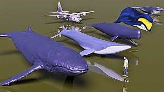 Sea monster Size comparison  Largest Whales [upl. by Arondel562]