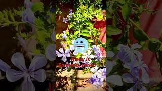 Plumbago Flower plant How to care gardenflower nature rooftopplants mohsingarden [upl. by Litch]