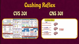 Cushing Reflex CVS201  CNS2301  Physiology [upl. by Ytsrik]