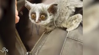 Rescued Bush Baby Loves To Play HideandSeek [upl. by Cirdek]