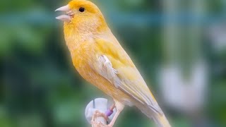 Canary Birds Singing Song Training Canaries  Kenari Singing [upl. by Ricardama]