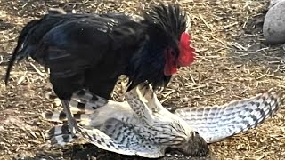 This Hawk Didnt Know That The Rooster Was A Fighter What Happens Next [upl. by Pincince]