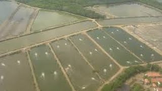 Cómo Cultivar Camarones y peces en Acuacultivo  TvAgro por Juan Gonzalo Angel [upl. by Clair]