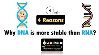 4 Reasons Why DNA is more stable than RNA [upl. by Ezekiel874]