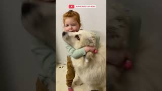 Great Pyrenees Breed Review in 15 SECONDS  What it’s like Owning a Great Pyrenees shorts [upl. by Narda]