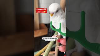 SABAHA KADAR AĞRIDAN UYUMADI budgies diş shorts [upl. by Odnumyar]