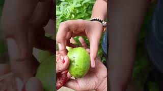 Fresh red amrud ki harvestingred guava [upl. by Clovah]