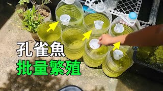 孔雀魚的秘密，繁殖過程大開眼界 [upl. by Yelrahc]