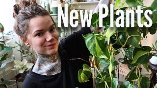 Ive Been Plant Shopping Houseplant Haul  Rare amp Unique Indoor Plants [upl. by Leumel116]