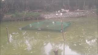 Finishing The 1st Floating Tilapia Growout Cage [upl. by Tereve]