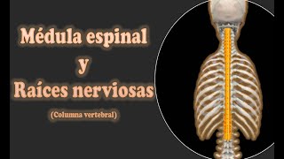 Médula espinal y Raíces nerviosas columna vertebral [upl. by Eleonora731]