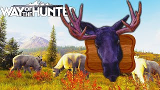 Mountain Goat Hunt and a Melanistic Moose  Way of the Hunter [upl. by Eatnahc]