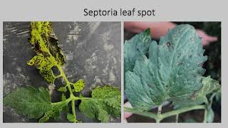 Identification of Septoria leaf spot of tomato [upl. by Gnoc]