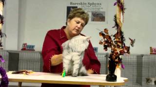 Judge Vickie Shields judging Siberian Cats [upl. by Nayr961]