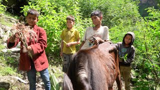 dharme brothers son with his friend in the village  Herding cows in the jungle [upl. by Llednahs]