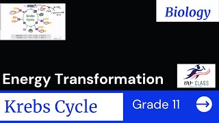 Grade 11 Biology Krebs cycle  For Ethiopian Energy transformation [upl. by Nnylatsyrk912]