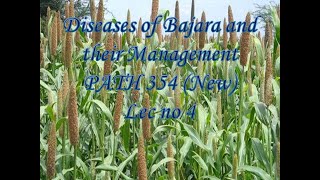 Diseases of Bajara and their Management PATH 354 New Lec no 4 [upl. by Airakaz]